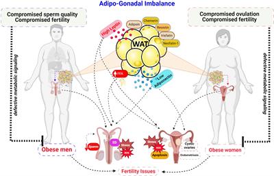 Editorial: Adipose tissue and adipokines: their roles in human reproduction